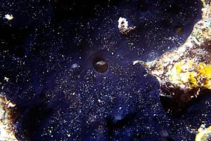 Spugna blu (Haliclona permollis)