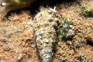 Gasteropode (Cerithium vulgatum)