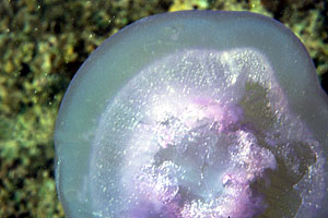 Medusa quadrifoglio (Aurelia aurita)