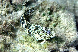 Bavosa sanguigna (Parablennius sanguinolentus)