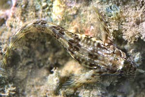 Bavosa crestata (Scartella cristata)