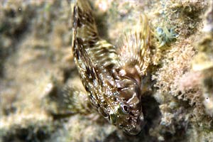 Bavosa crestata (Scartella cristata)
