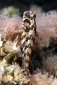 Bavosa ruggine (Parablennius gattorugine)