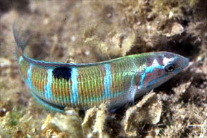 Donzella pavonina (Thalassoma pavo)