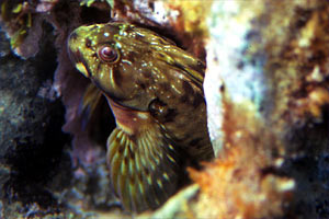 Bavosa crestata (Scartella cristata)