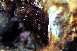 Bavosa crestata (Scartella cristata)