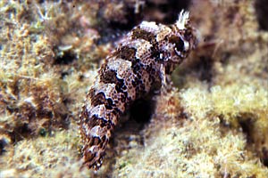 Bavosa ruggine (Parablennius gattorugine)