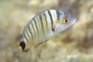 Sarago maggiore (Diplodus sargus)
