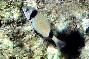 Sarago fasciato (Diplodus vulgaris)