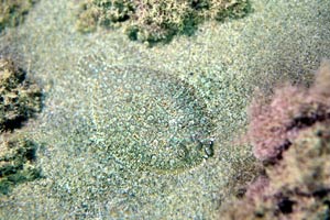 Rombo (Bothus podas podas)