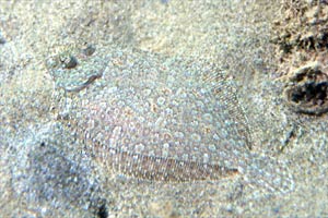 Rombo (Bothus podas podas)