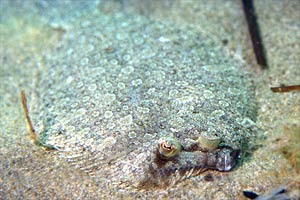 Rombo (Bothus podas podas)