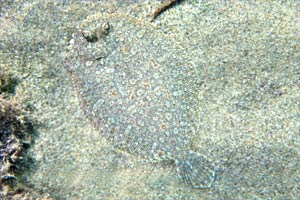 Rombo (Bothus podas podas)