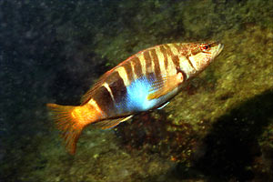 Sciarrano (Serranus scriba)