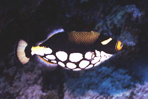 Pesce balestra clown (Balistoides conspicillum)