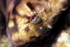 Bavosa crestata (Scartella cristata)