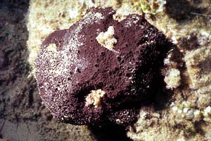 Spugna (Cacospongia sp.)