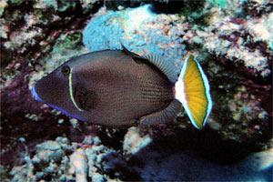 Pesce balestra dalla coda bianca (Sufflamen albicaudatus)