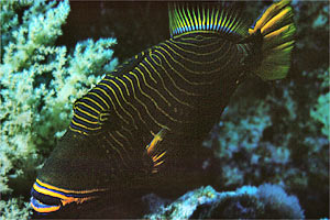 Pesce balestra striato (Balistapus undulatus)