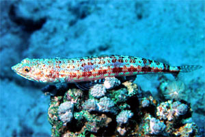 Pesce lucertola di sabbia (Synodus dermatogenys)