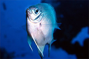 Castagnola di Weber (Chromis weberi)