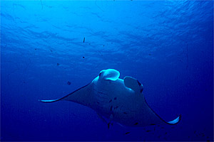 Manta (Manta birostris)