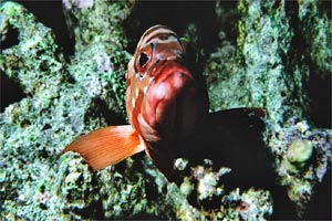 Cernia dal berretto basco (Epinephelus fasciatus)