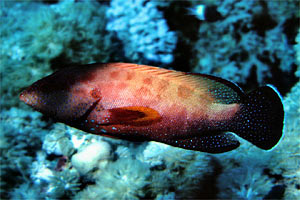 Cernia (Cephalopholis hemistiktos)