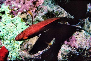 Cernia leopardata (Cephalopholis n.d.)