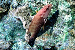 Cernia dal berretto basco (Epinephelus fasciatus)