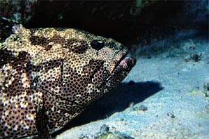 Cernia marmorizzata (Epinephelus polyphekadion)