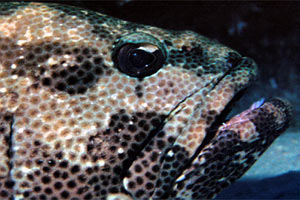 Cernia marmorizzata (Epinephelus polyphekadion)