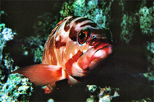 Cernia dal berretto basco (Epinephelus fasciatus)