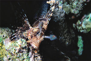 Pesce cobra (Pterois miles)