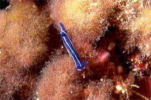 Doride di Orsini (Hypselodoris orsinii)