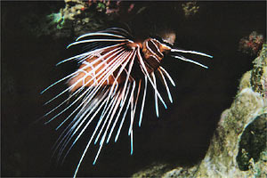 Pesce cobra (Pterois radiata)