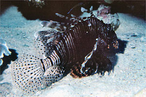 Pesce cobra (Pterois miles)