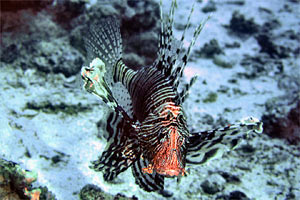 Pesce cobra (Pterois miles)