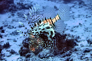 Pesce cobra (Pterois miles)