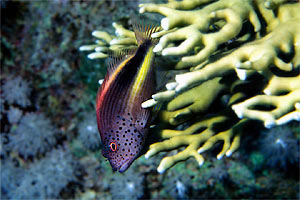 Pesce falco (Paracirrhites forsteri)