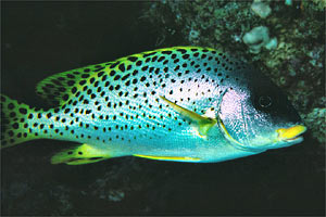 Gaterino tropicale (Plectorhinchus gaterinus)
