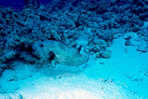Pesce palla (Arothron stellatus)