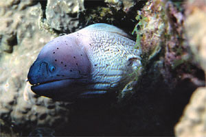 Murena grigia (Siderea grisea)