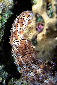 Oloturia (Pearsonathuria graeffei)