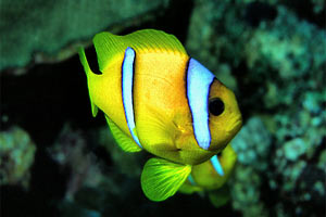 Pesce pagliaccio (Amphiprion bicinctus)