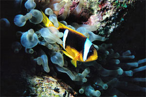 Pesce pagliaccio (Amphiprion bicinctus)