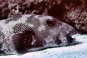 Pesce palla (Arothron stellatus)