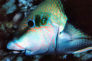 Labride (Hemigymnus melapterus)