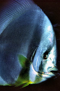 Pesce pipistrello pinna lunga (Platax teira)