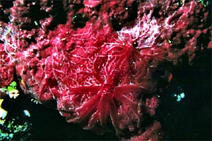 Spugna rossa (n.d. n.d.)